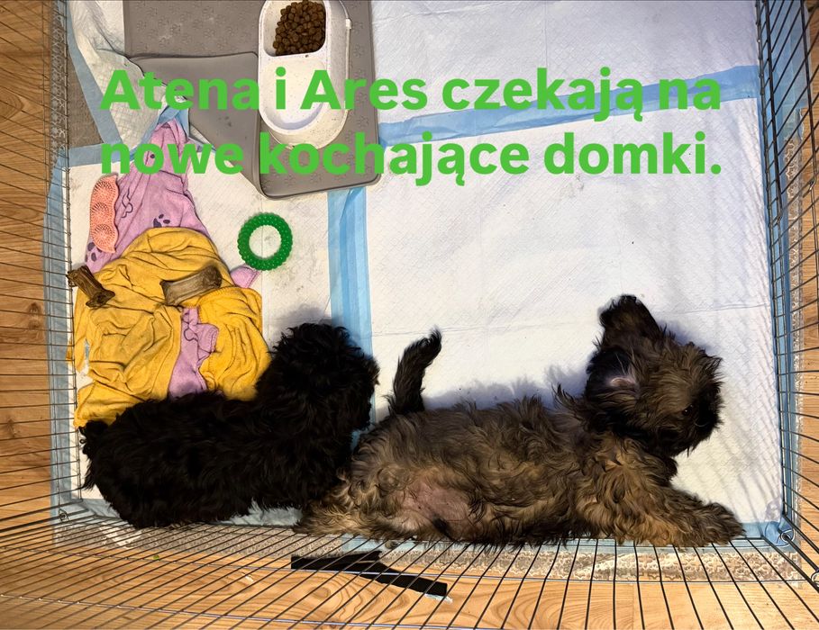 Shih Tzu, Ares z rodowodem