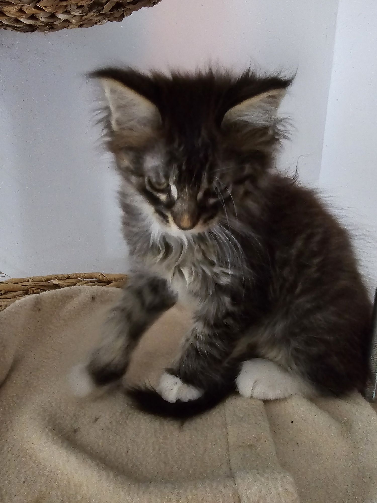 Kotka maine coon