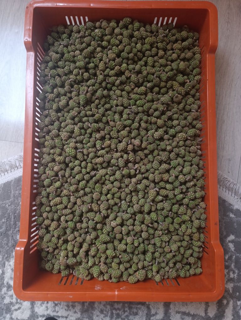 Лісові шишки соснові