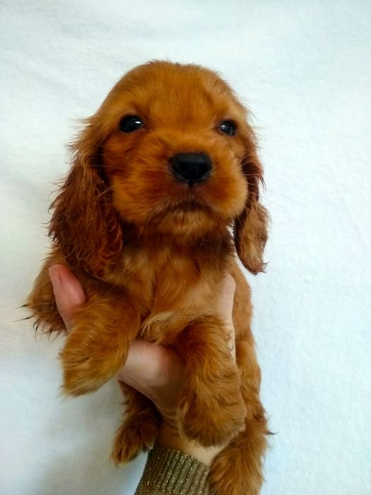 Продається англійська спаніелька