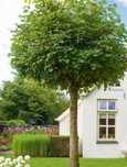 Lipa drobnolistna 'Green Globe'  szczepiona 170 cm, kulista