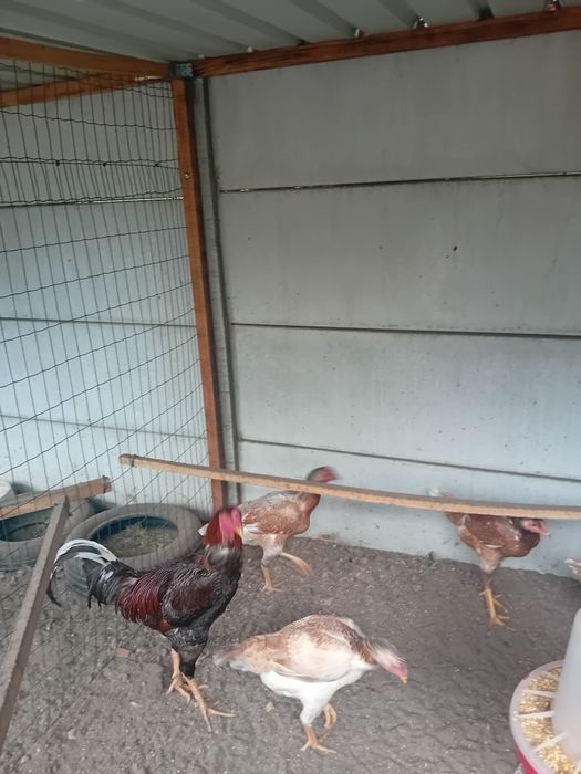 Pintos índios gigantes