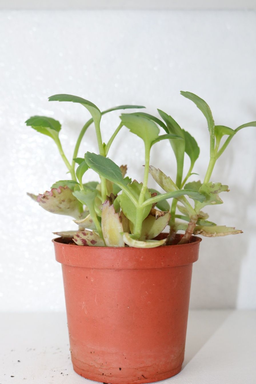 Vendo varias plantas