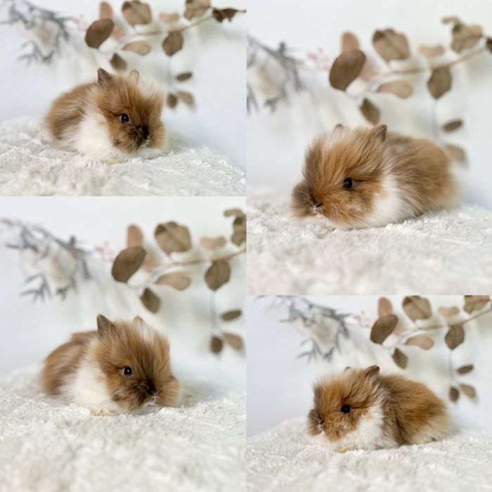 Króliczki Karzełki waga 800gram-1.2kg, Teddy i Mini lop