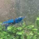 Neocaridina davidi (Var. Blue Dream)