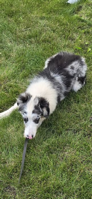 Border Collie suczka