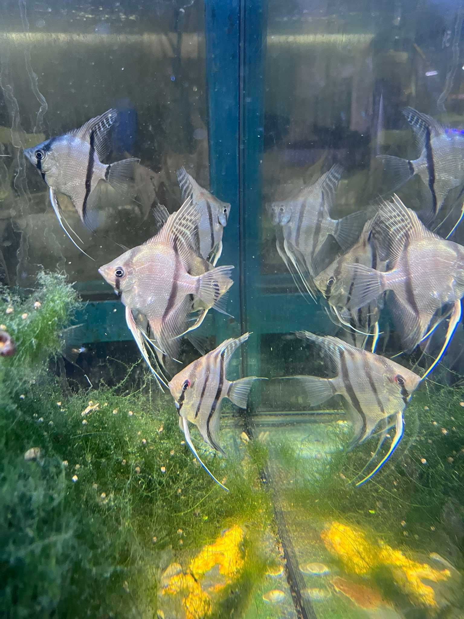 Pterophyllum scalare Santa Isabel - Skalar Santa Isabel