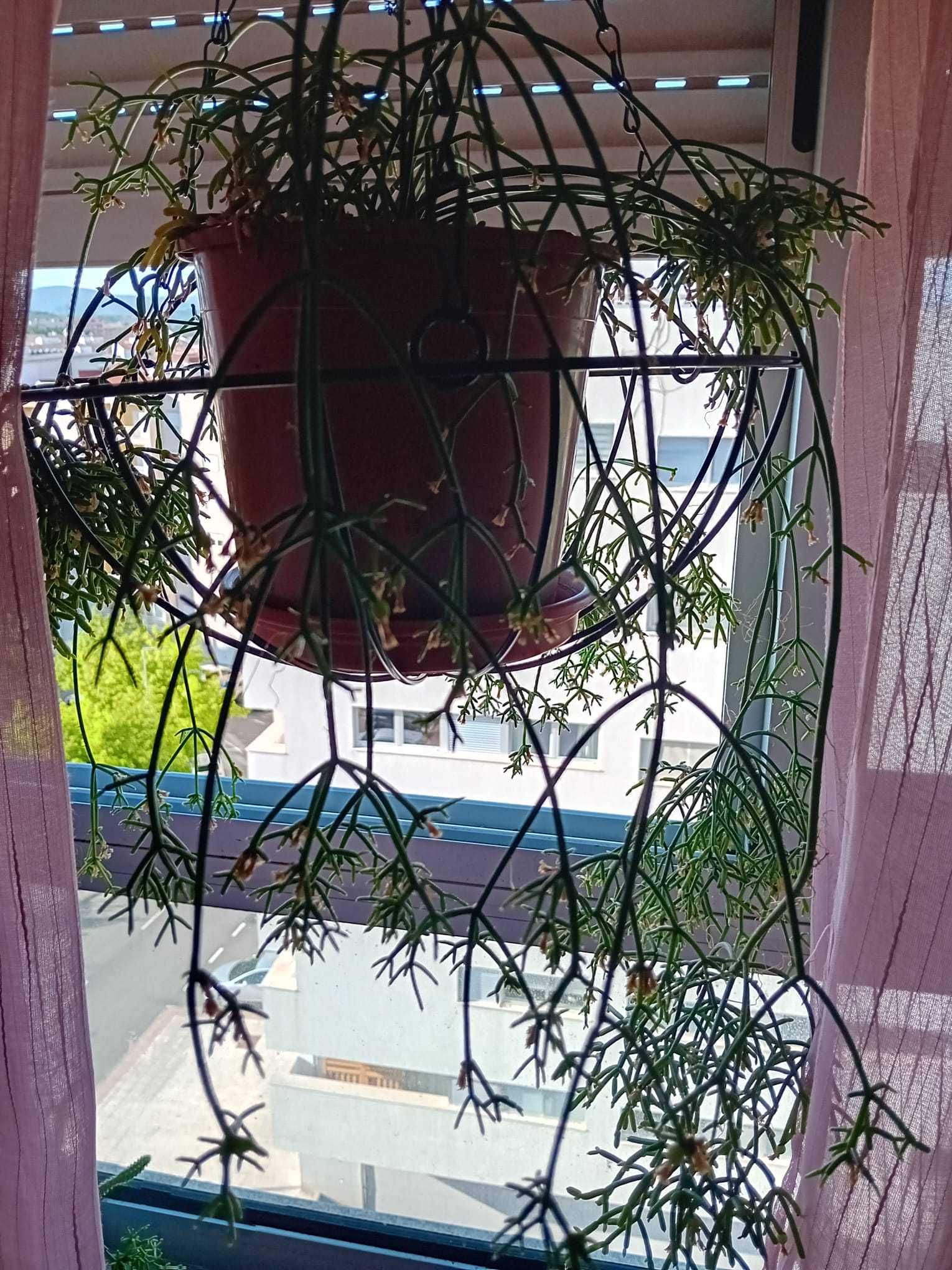 Planta - Cacto Macarrão