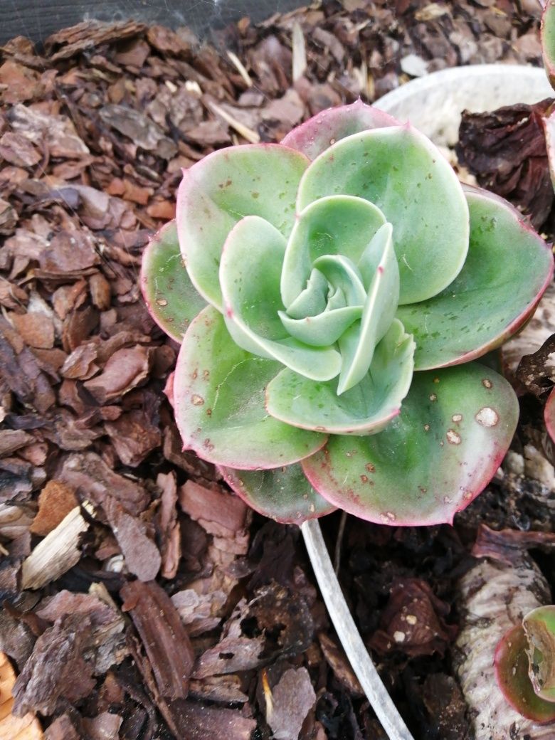 Suculentas (venda de pés da planta)