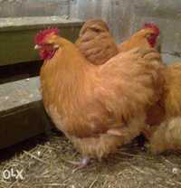 Орпингтон петухи, цыплята, инкуб. яйцо