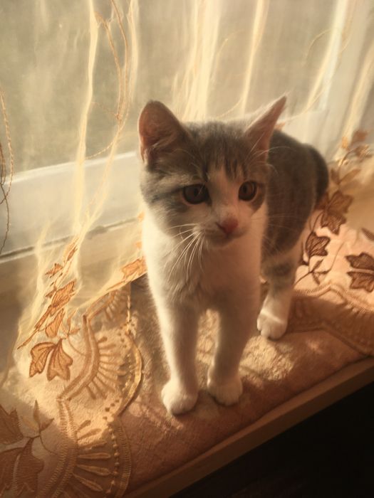 Віддам в хороші руки кошеня