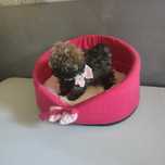 Pudel teacup > maleńka suczka toy /sable .