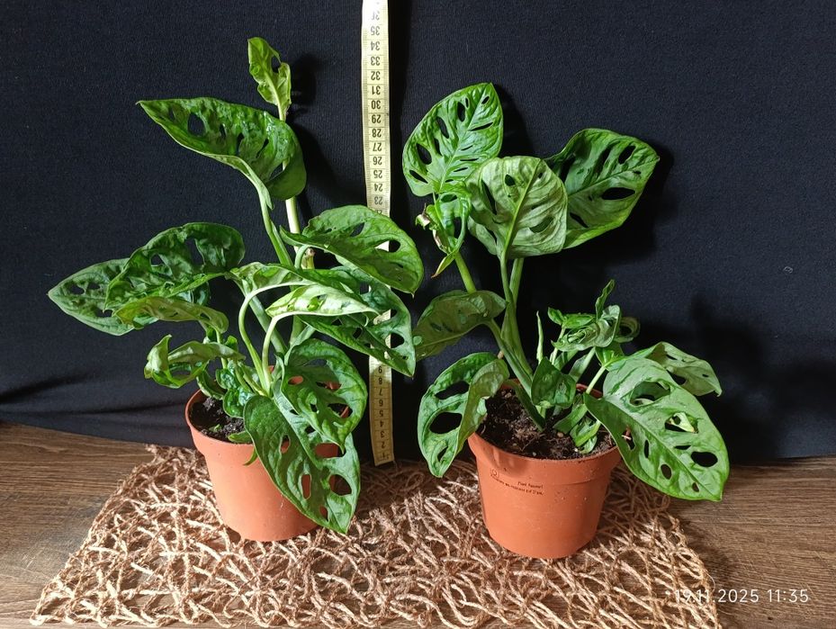 Монстера Манкі (Monstera adansonii)