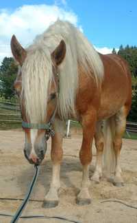 Ogier haflinger h