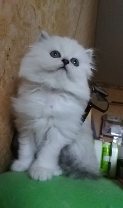 Серебристый шиншилла белый пепельный хайленд