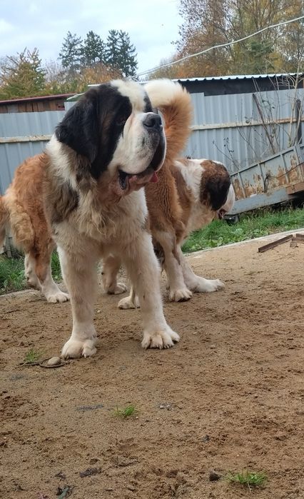 Bernardyn piesek długowłosy