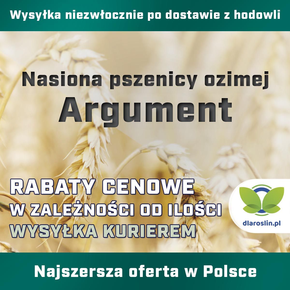 Pszenica ozima Argument, C1, opak. 50kg | dlaroslin.pl