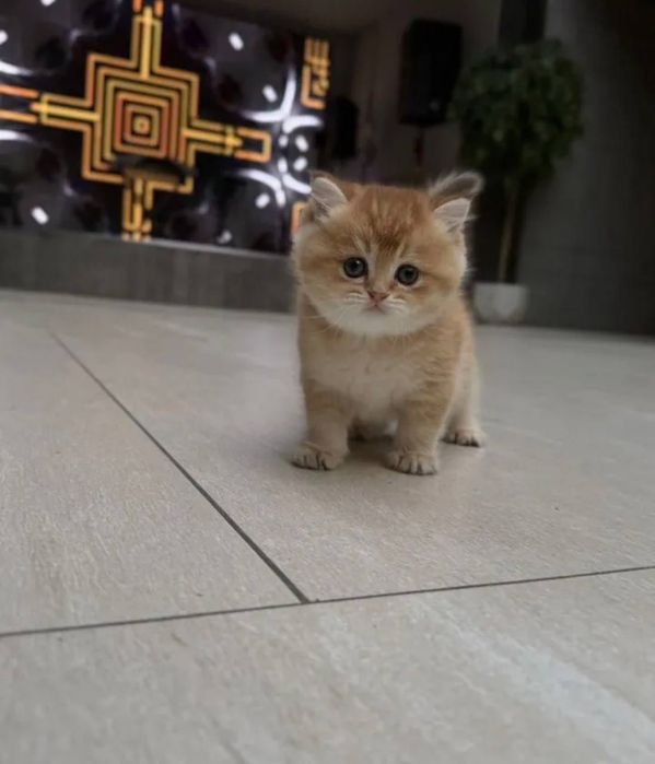 Золота шиншила продаж