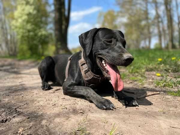 W typie rasy labradora, poukładany Draco czeka na dom