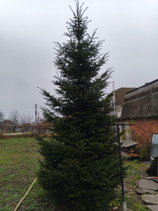 Віддам безкоштовно,ялинку
