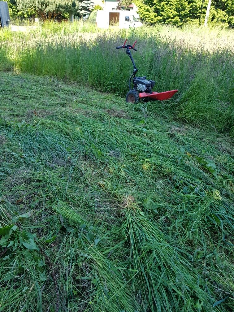 Przycinanie i formowanie tui krzewów koszenie trawy  wycinka drzew