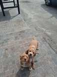 Za darmo cocker spaniel
