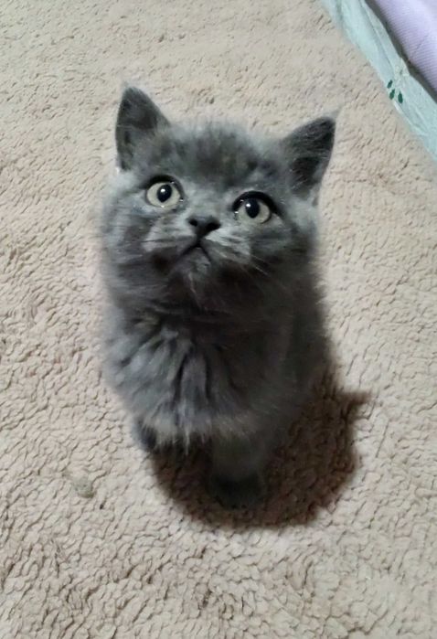 Плюшевые котята шотландцы, необыкновенные котики ждут любящую семью