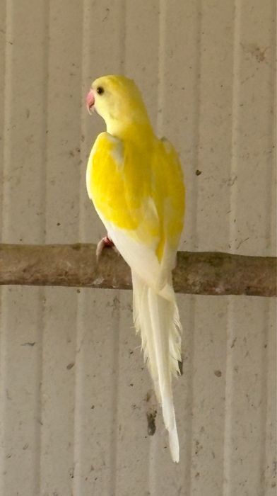 Ring necks malhados dominantes