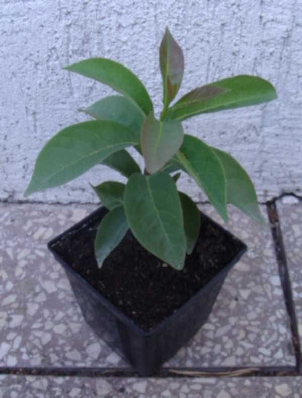 HURMA AMERYKAŃSKA KAKI Diospyros - sadzonki w don. UNIKAT