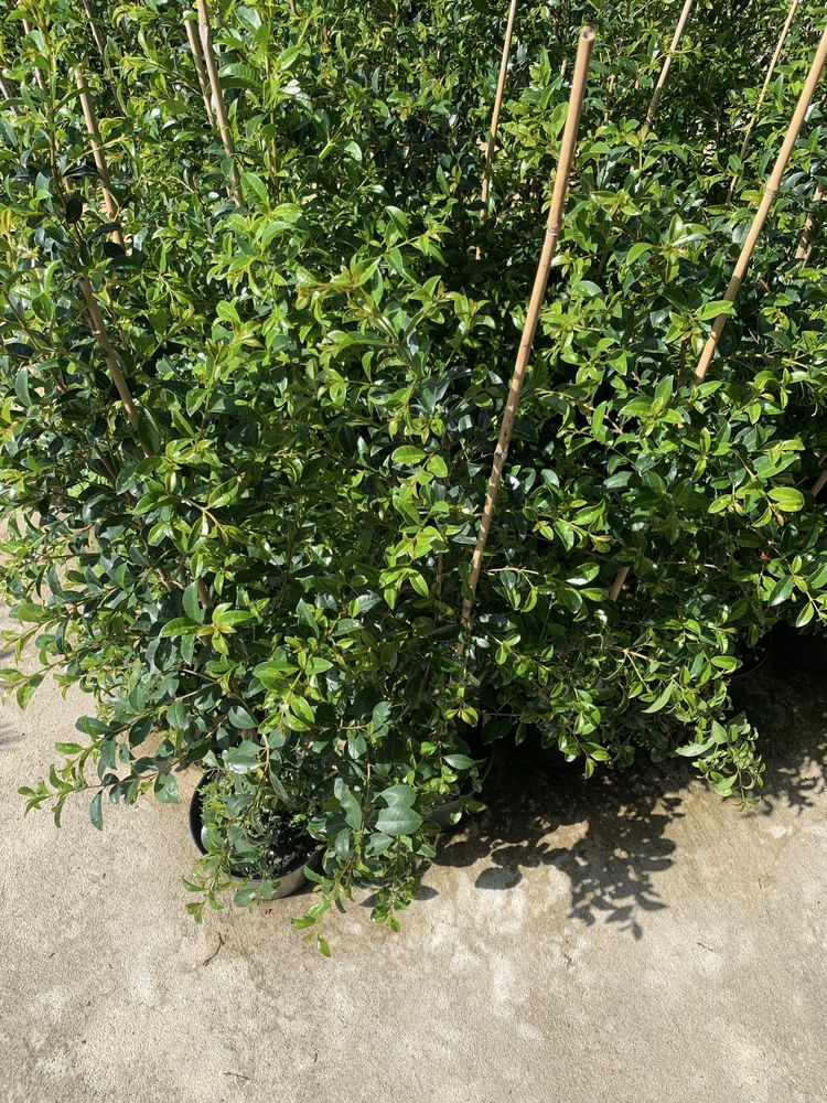 Eugénias Newport — Sebe perfeita para o seu jardim.