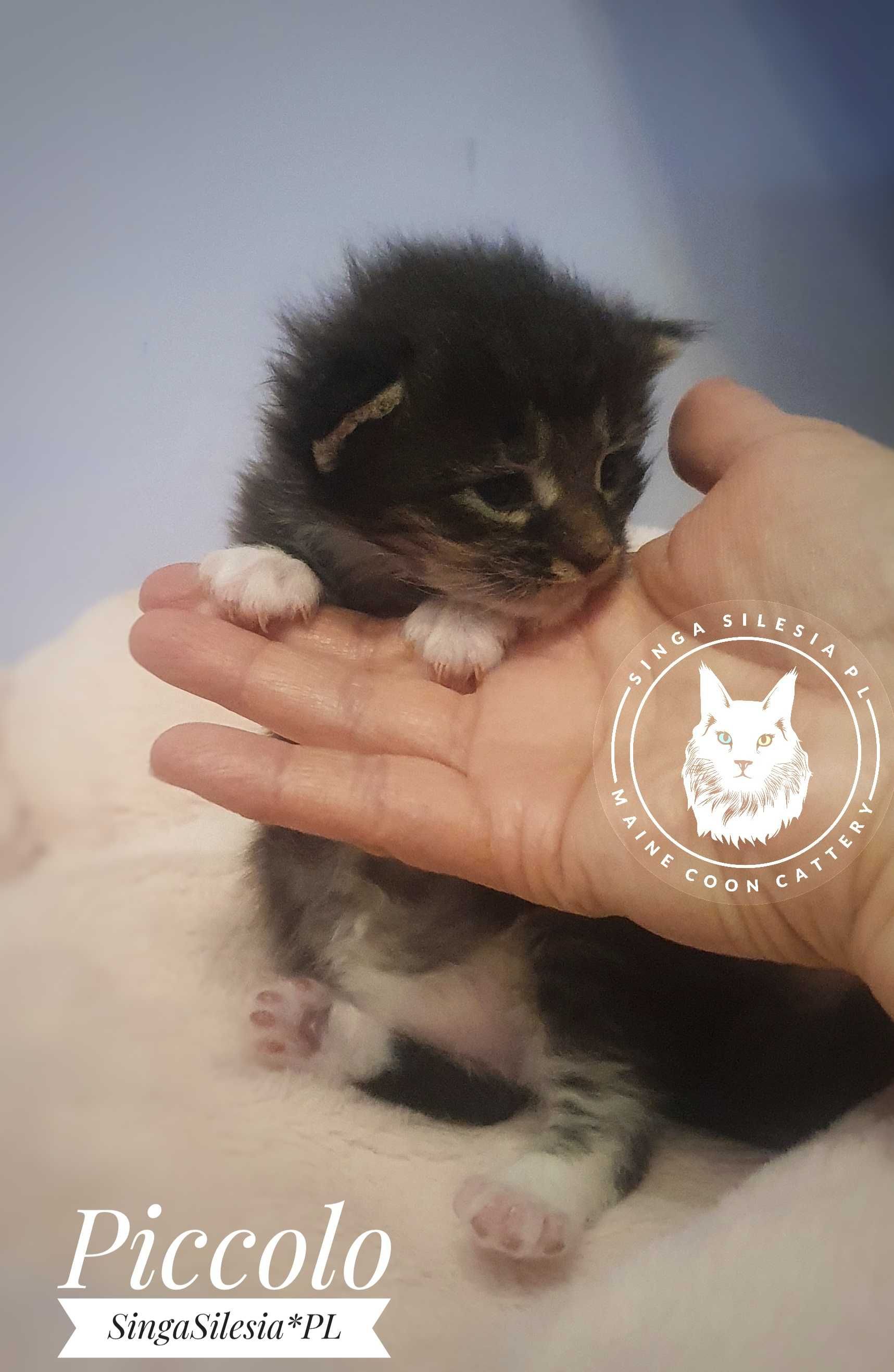 Piccolo kocurek Maine Coon FPL/FIFe