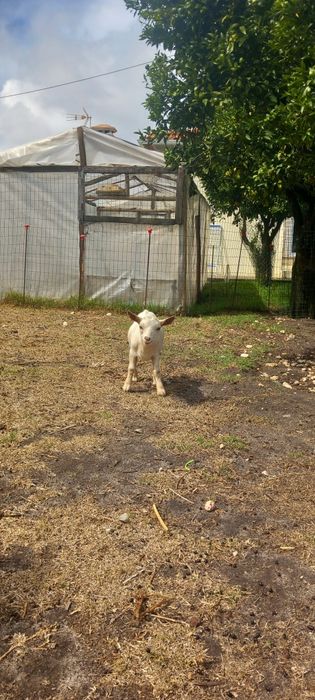 Cabrito micro-anão mocho