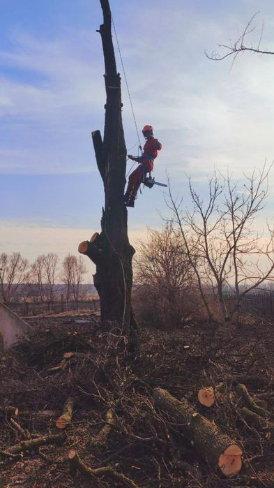 Зрізаю Дерева Аварійні