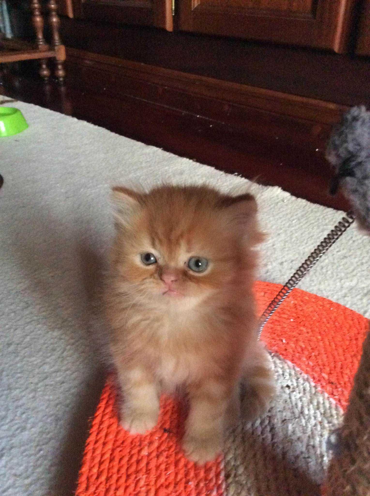 Gatinho bebé red persa