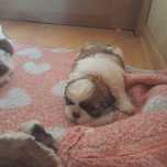 Szczeniak shih tzu