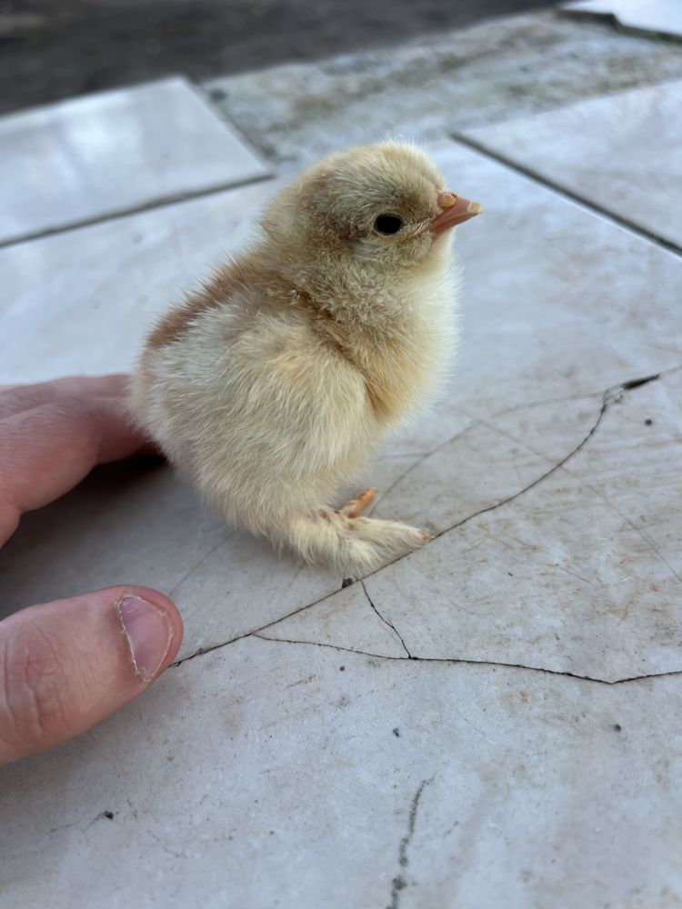 Pintos brahma red pyle (1 semana)