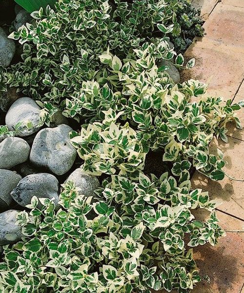 Бересклет, кустики