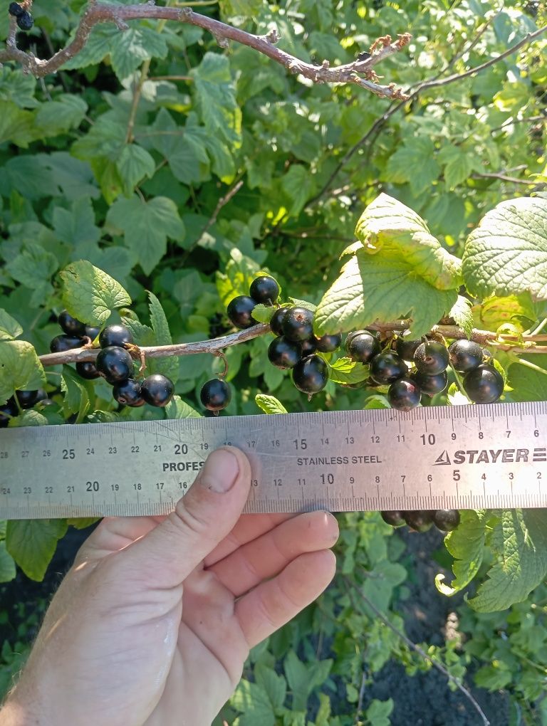 Продам домашні вишні, смородину, порічки.