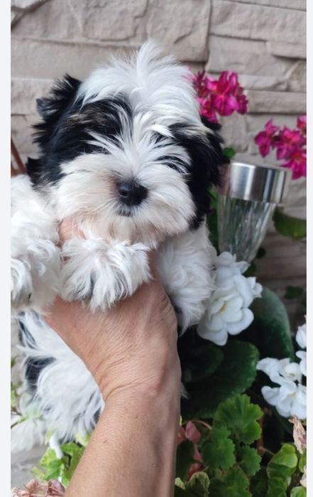 Yorkshire terrier biewer suczka