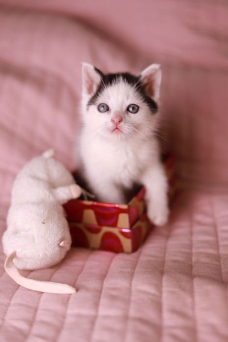 Spokojny, przytulaśny kociak poleca się do adopcji