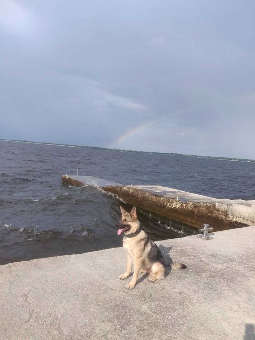 Цуценята німецької вівчарки Ксу, щенки немецкой овчарки