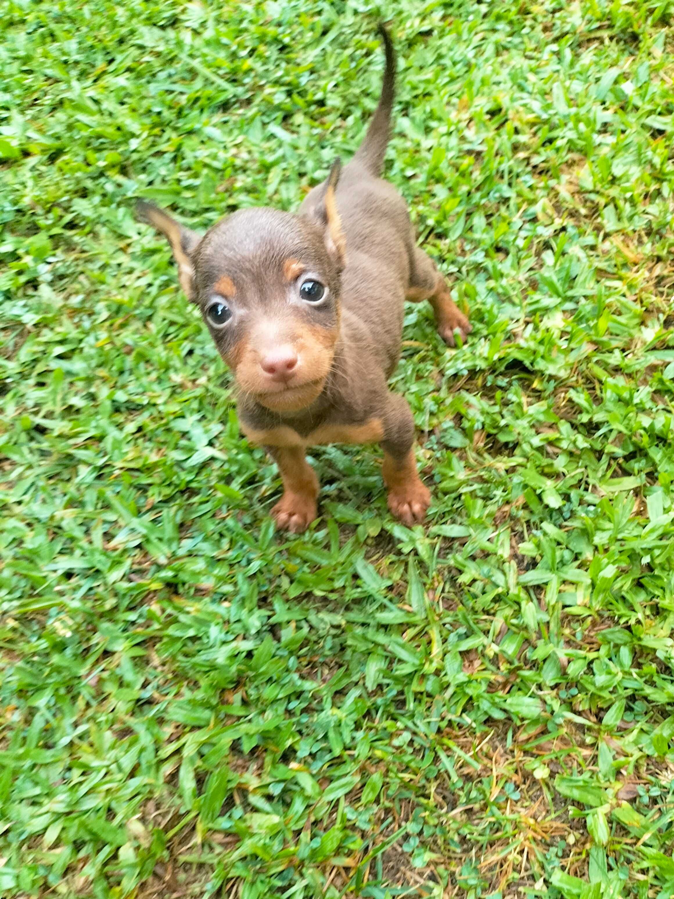 Pinscher chocolate macho