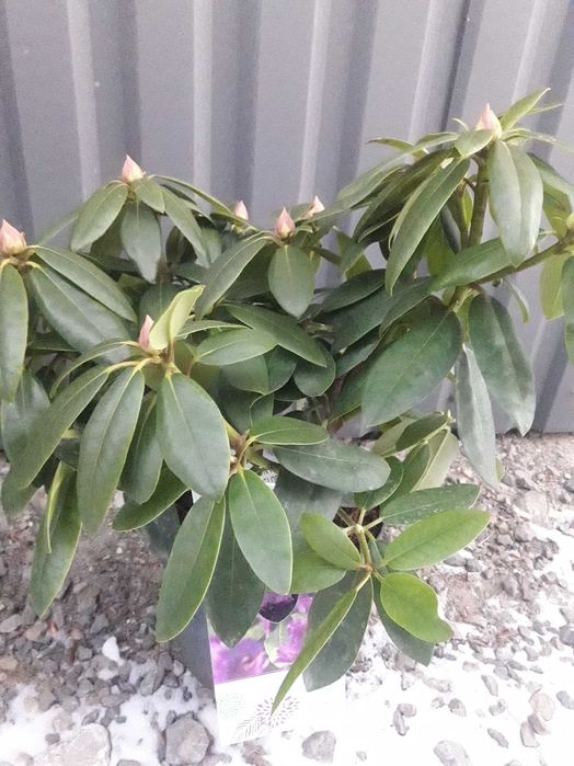 Różanecznik Rhododendron  Rododendron