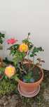 Vaso de barro com flores/ roseira