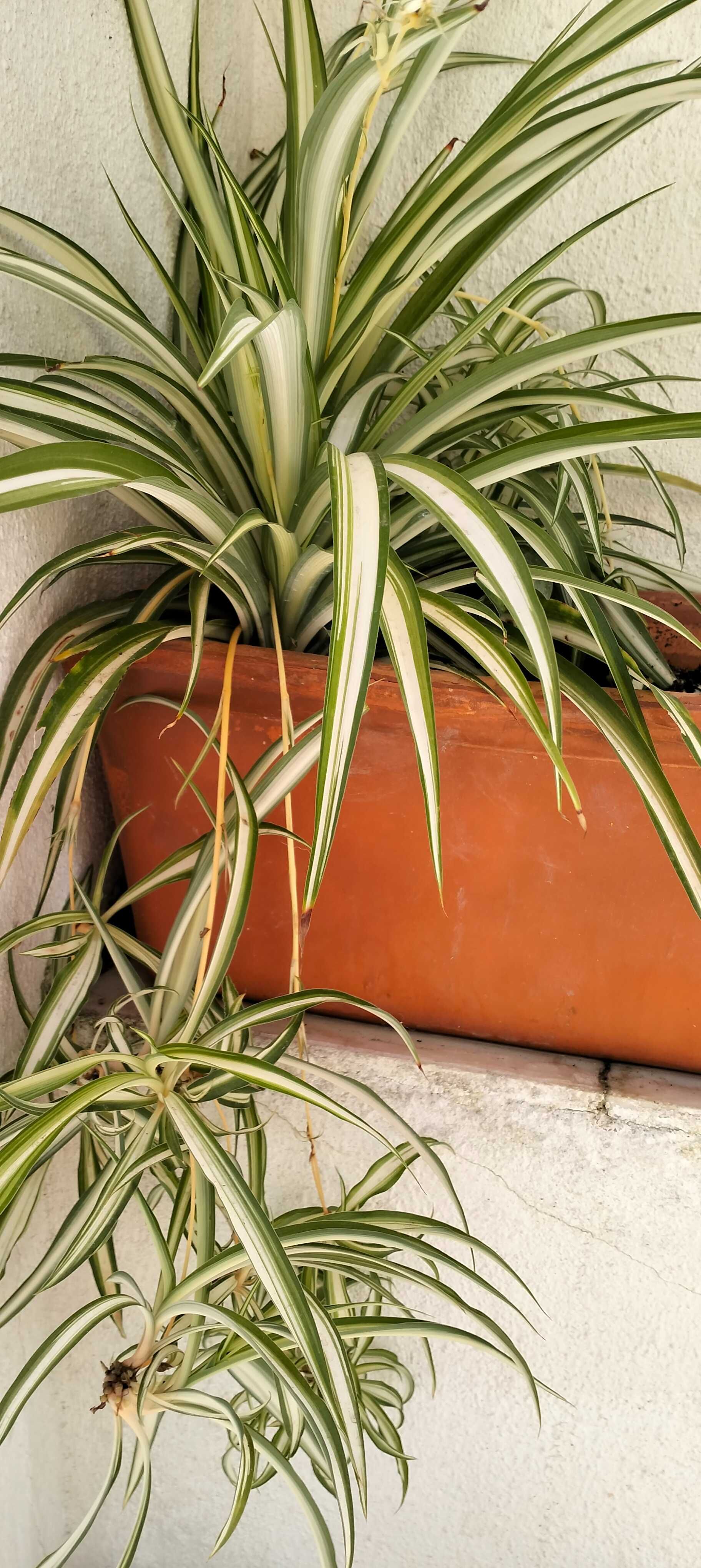 Clorofito ou planta aranha (floreira não incluída)