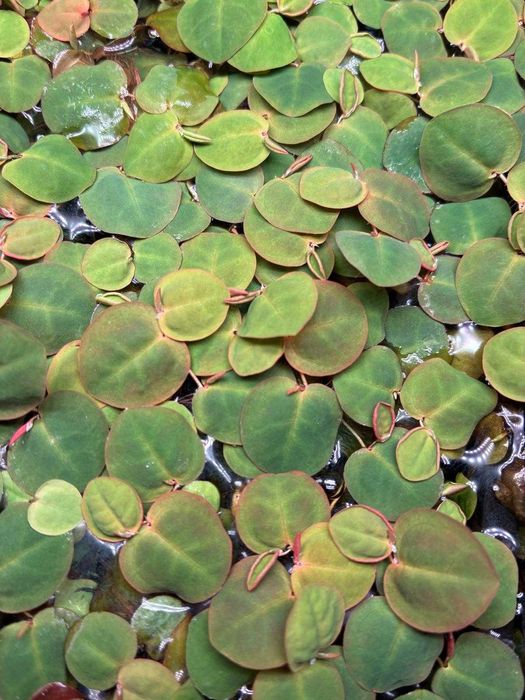 Plantas aquáticas flutuantes – Red Root Floaters