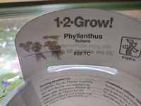 Planta aquario- Phyllanthus