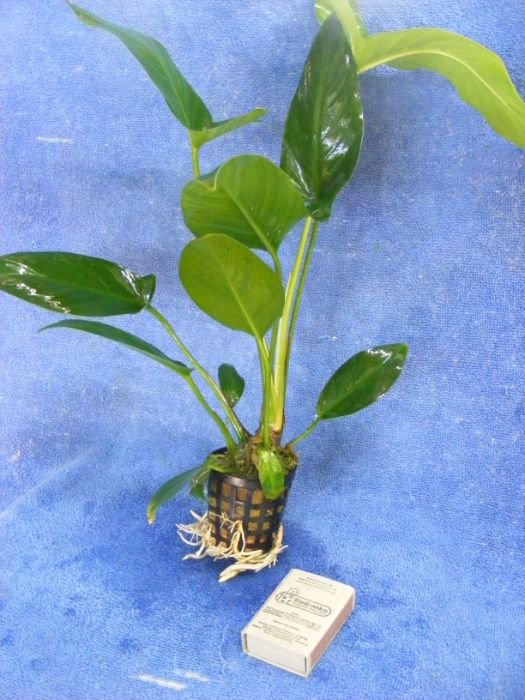 GB ANUBIAS HASTIFOLIA duża roślina w koszyku 40cm