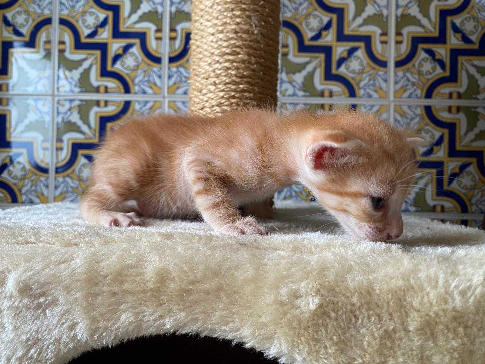 Gatinhas para adopção