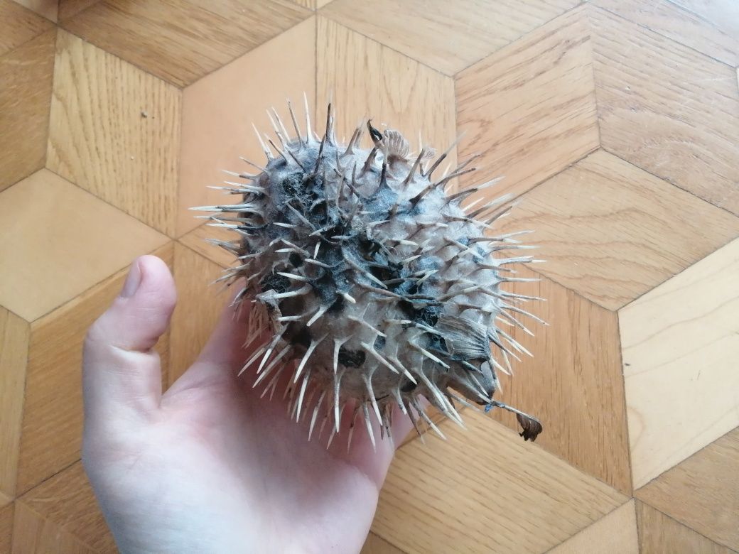 Spreparowana ryba najeżka rozdymka